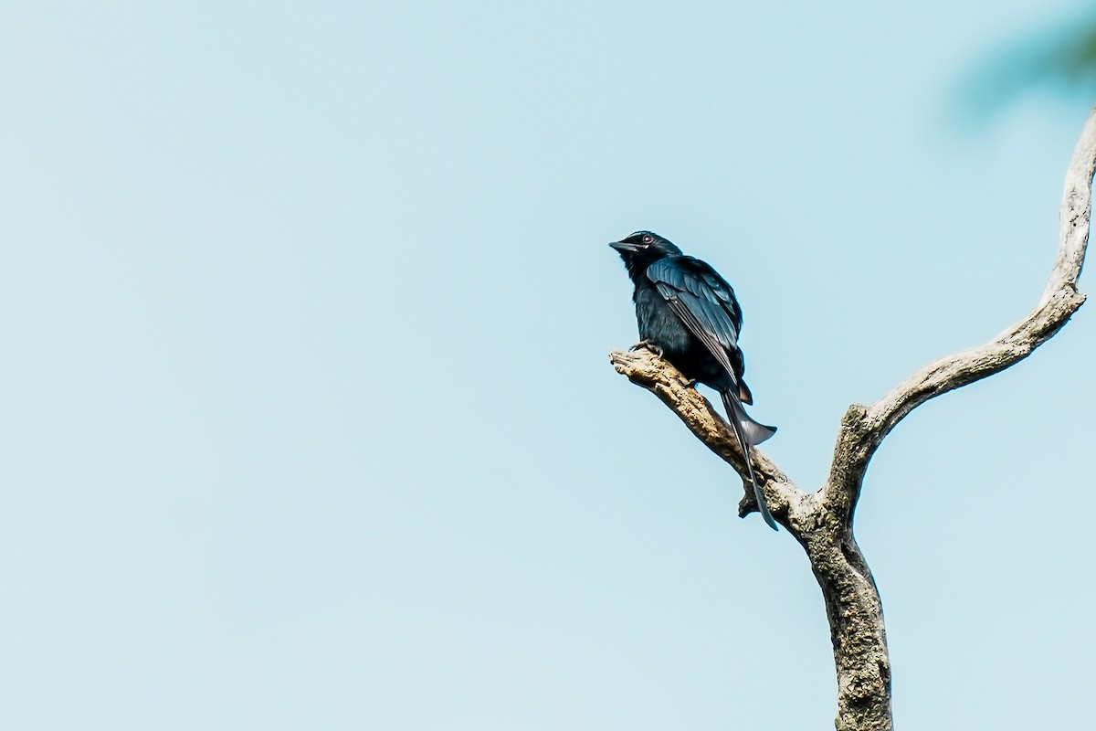 drongo černý - ML647186591