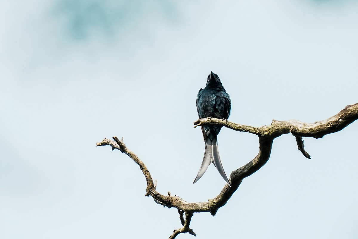 drongo černý - ML647186592