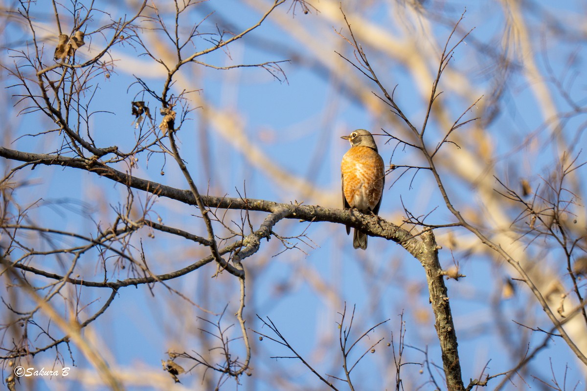 drozd stěhovavý - ML647186593