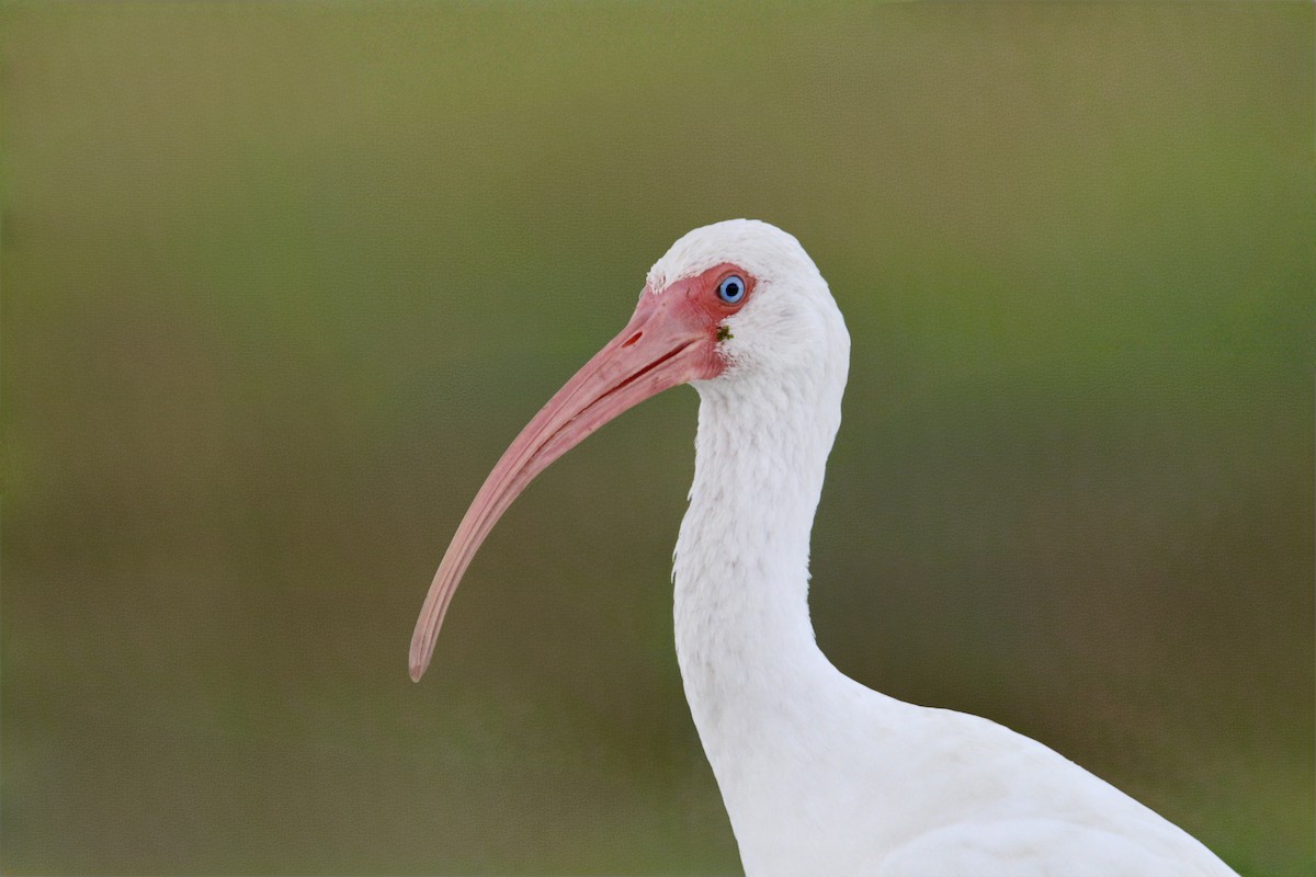 White Ibis - ML647186598