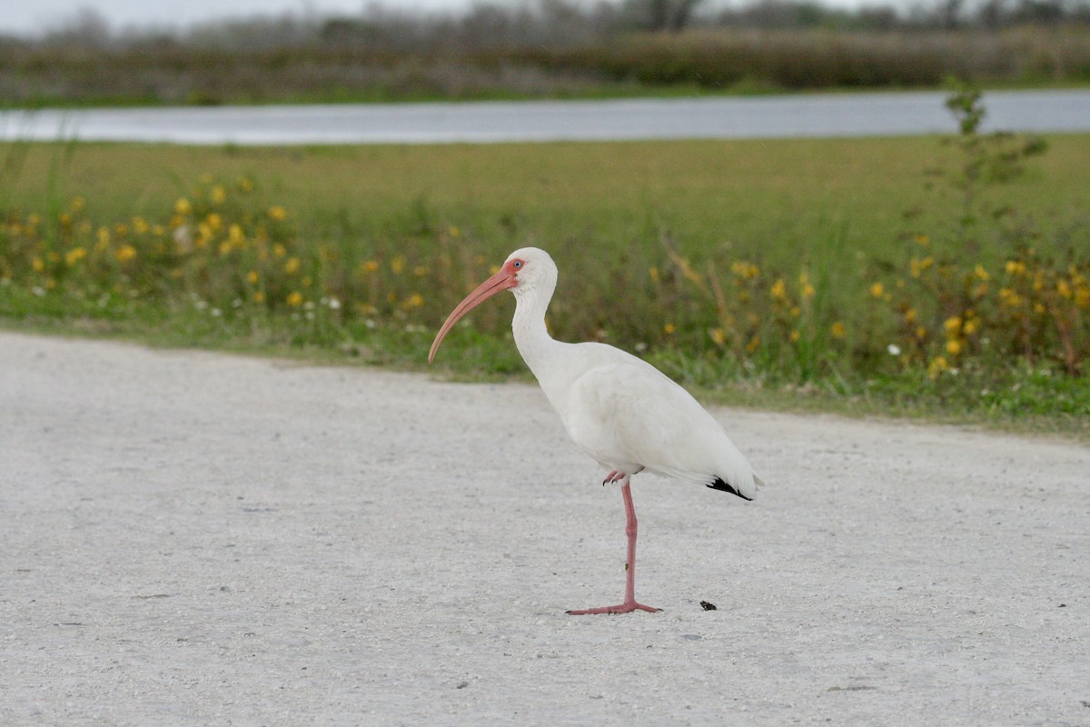 White Ibis - ML647186599