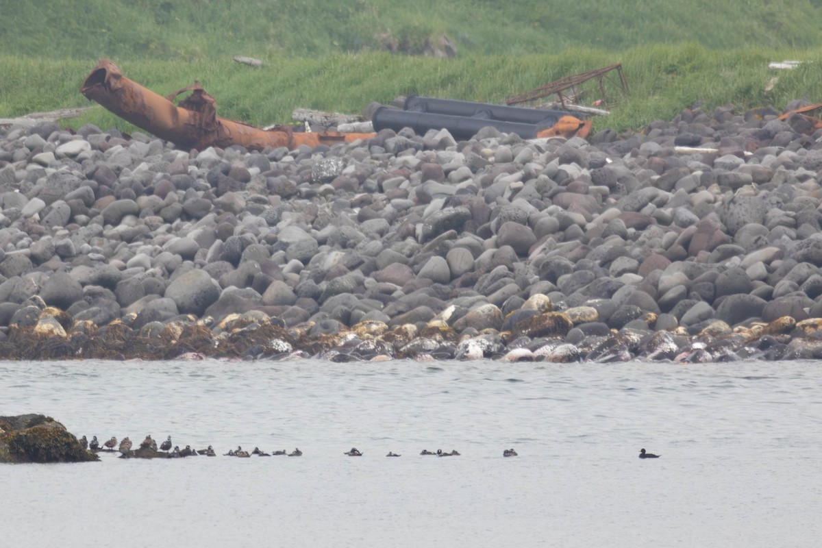 Black Scoter - ML647186600