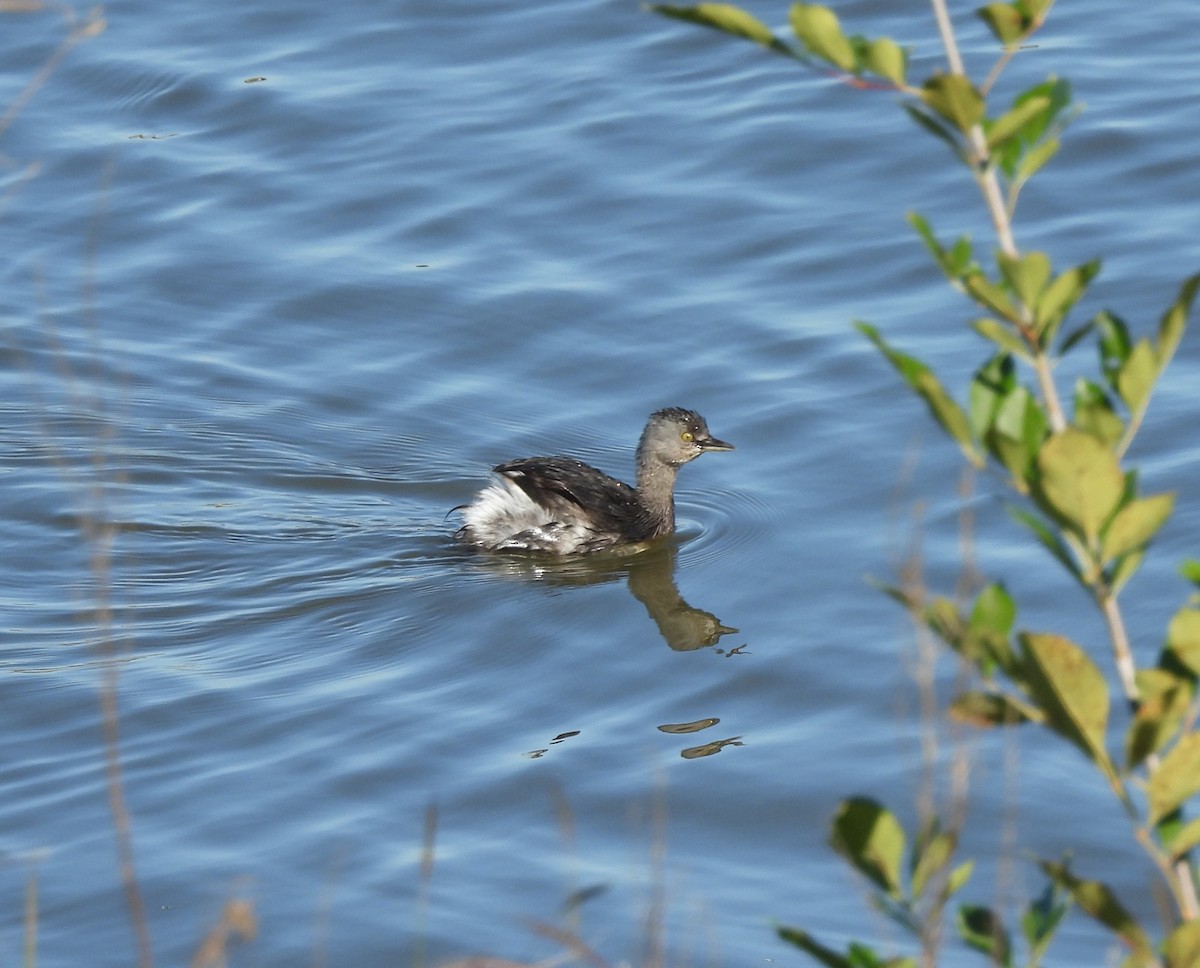 Least Grebe - ML647186601