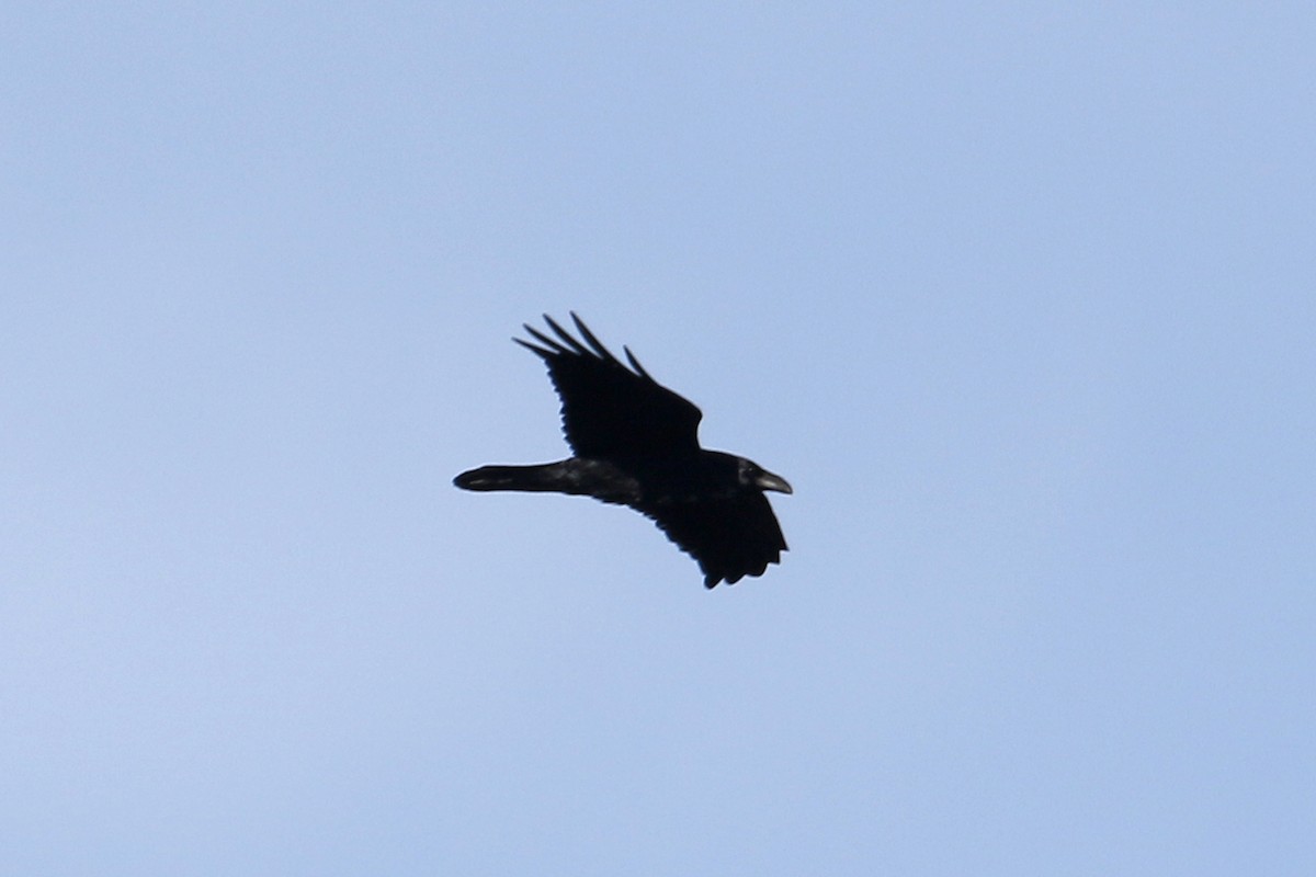 Common Raven - ML647186602