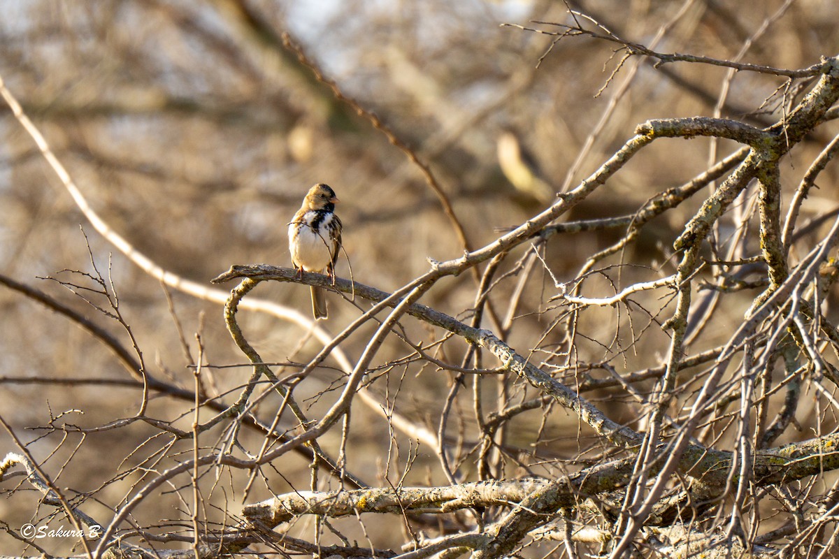 Harris's Sparrow - ML647186608