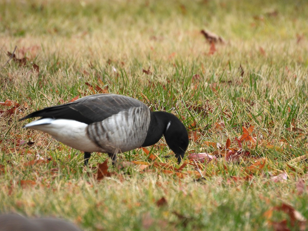 Brant - ML647186618