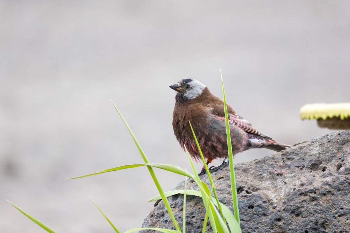 Gray-crowned Rosy-Finch (Pribilof Is.) - ML647186629
