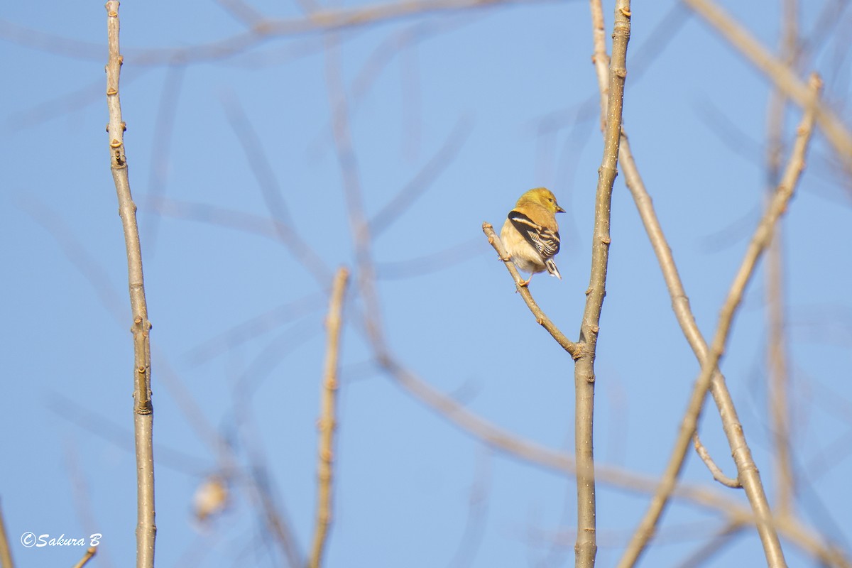 čížek žlutý - ML647186630