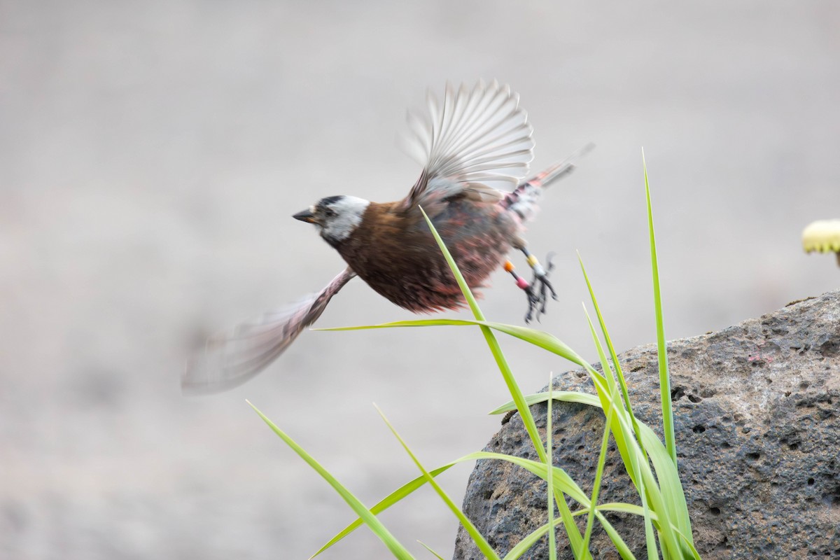 Gray-crowned Rosy-Finch (Pribilof Is.) - ML647186634