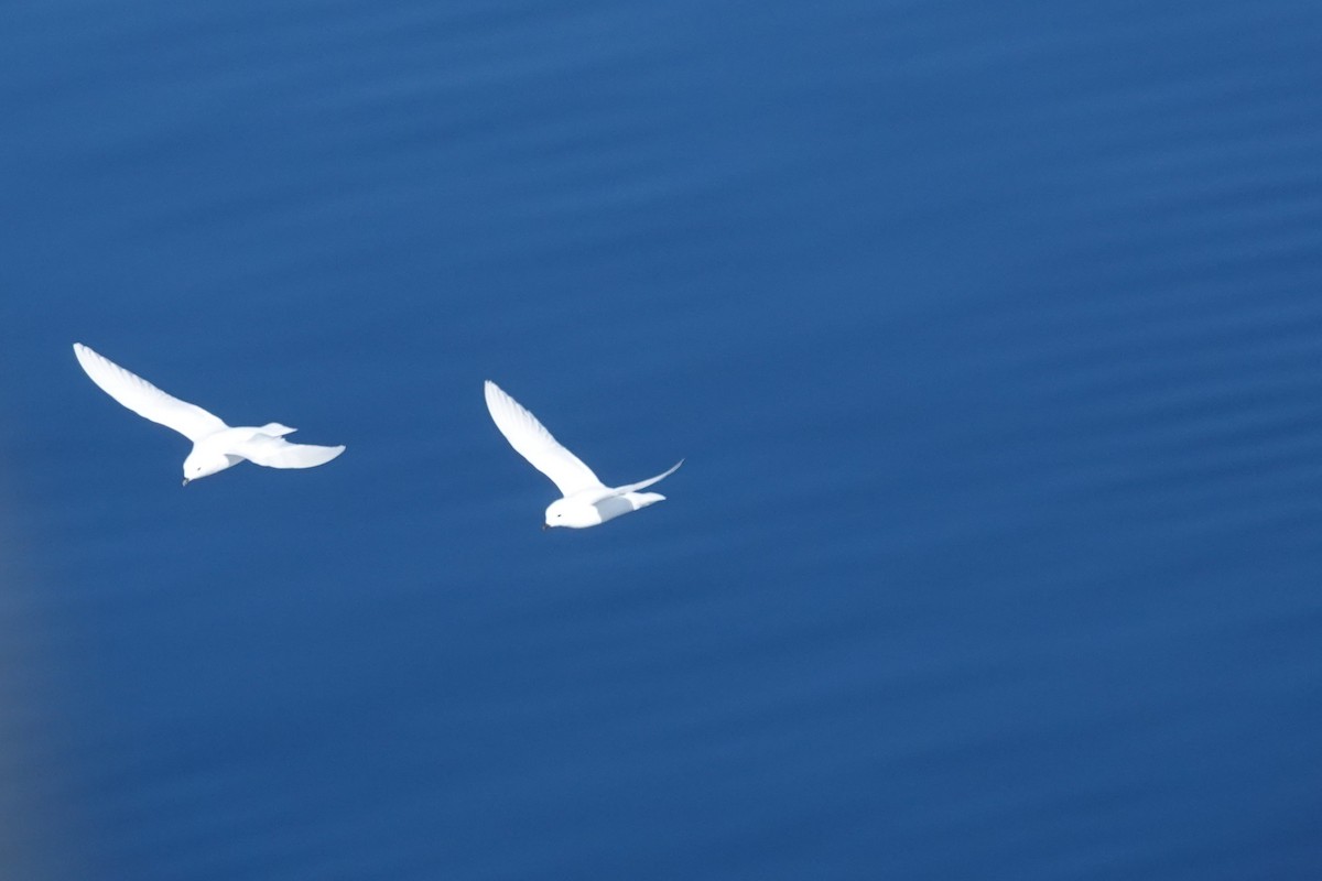 Снежный буревестник - ML647186635