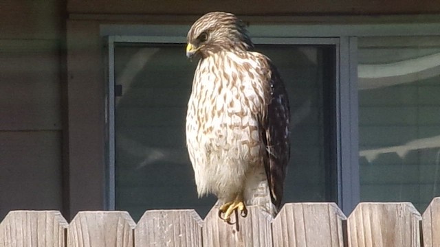 Red-shouldered Hawk - ML647186641