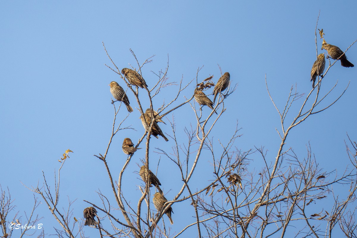 vlhovec červenokřídlý - ML647186644