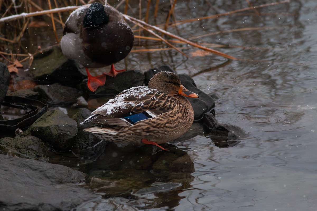 Yeşilbaş - ML647186648