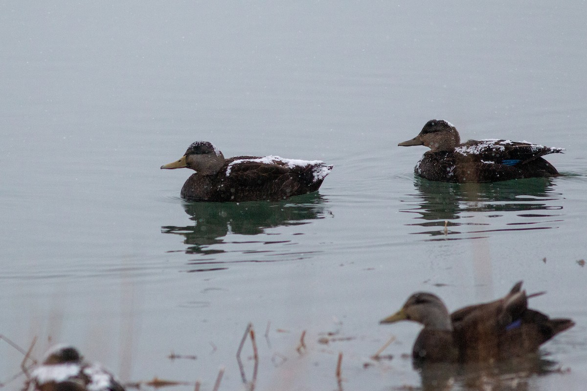 Esmer Ördek - ML647186649