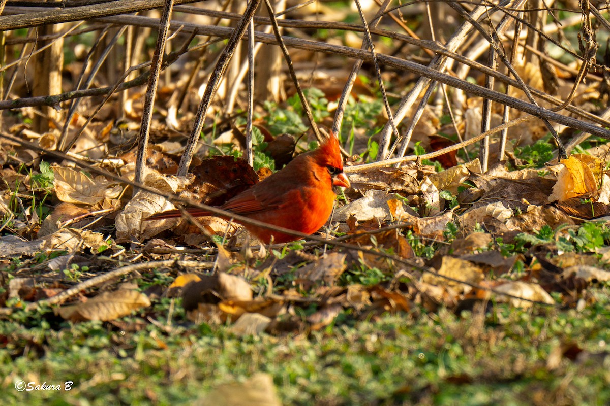 kardinál červený - ML647186650