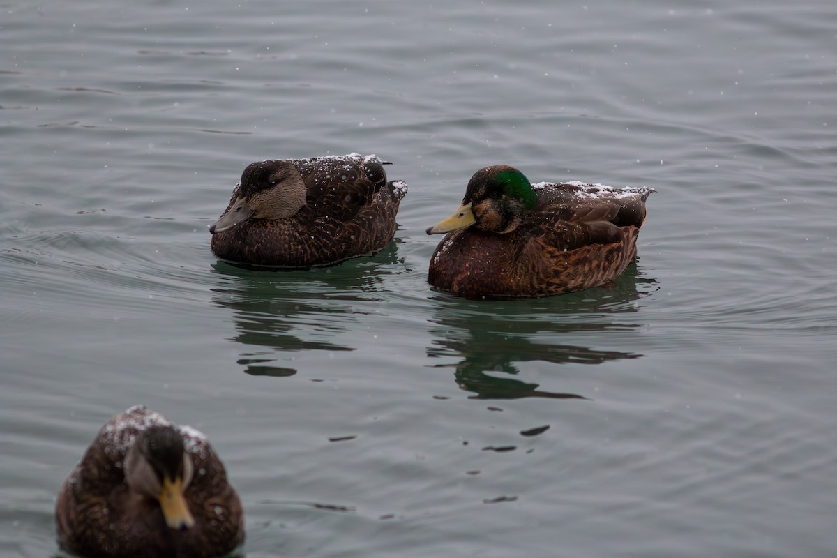 Yeşilbaş x Esmer Ördek - ML647186659