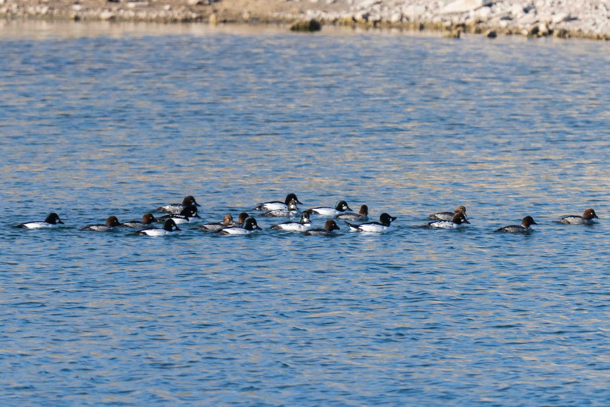 Barrow's Goldeneye - ML647186662