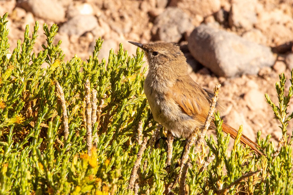 Cordilleran Canastero - ML647186663