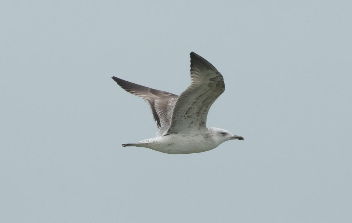 Caspian Gull - ML647186683
