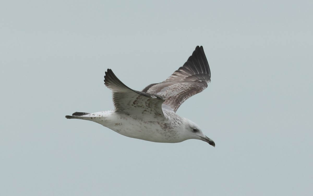 Caspian Gull - ML647186684