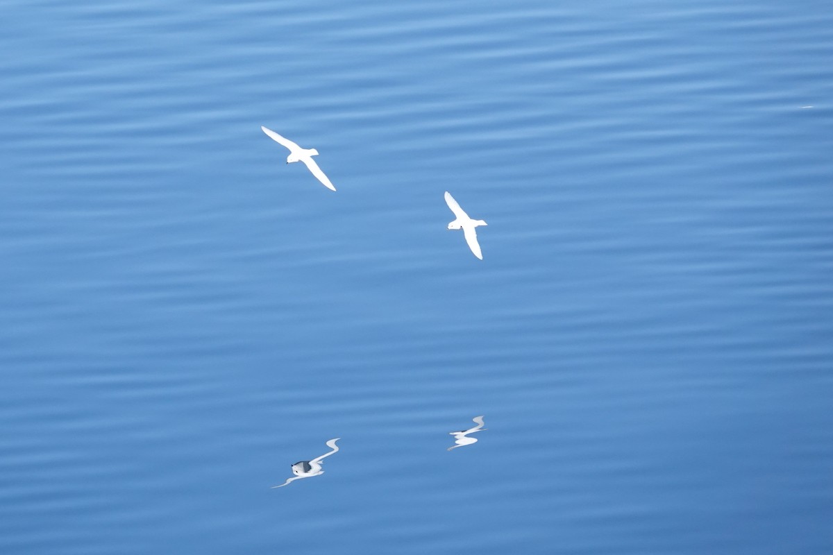 Снежный буревестник - ML647186686