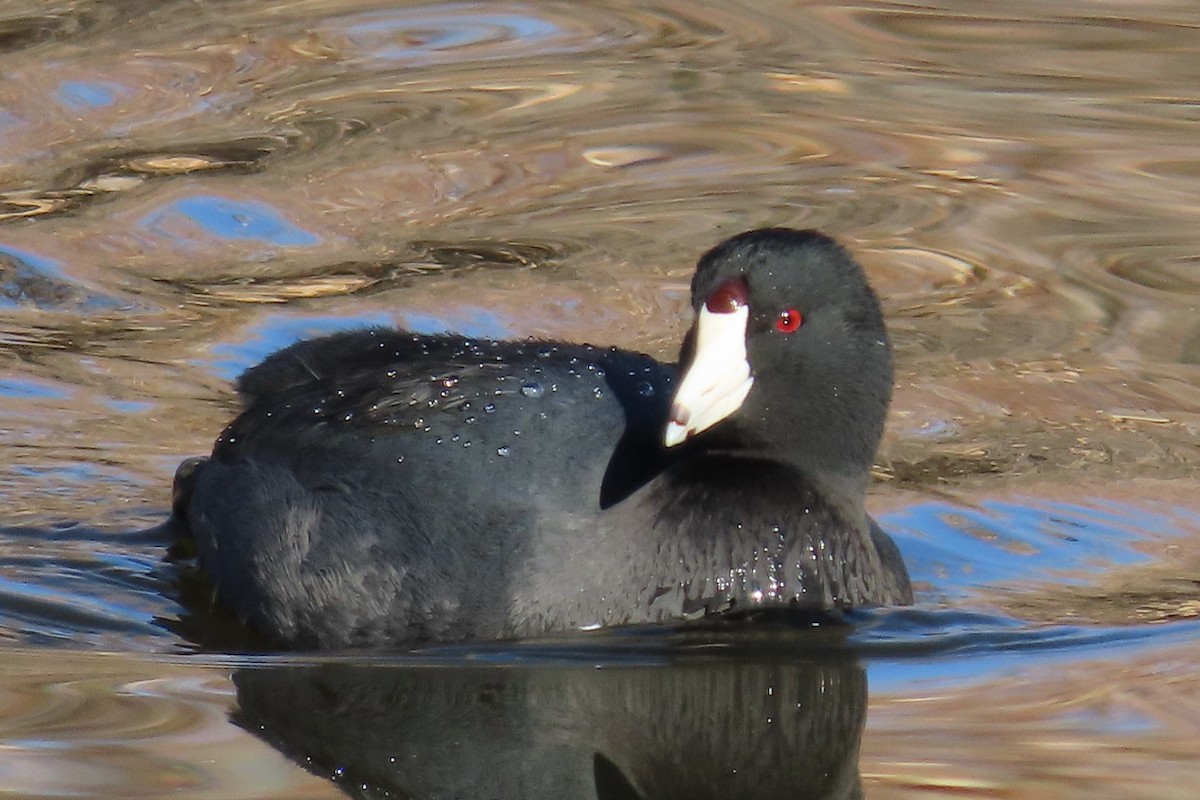 American Coot - ML647186689