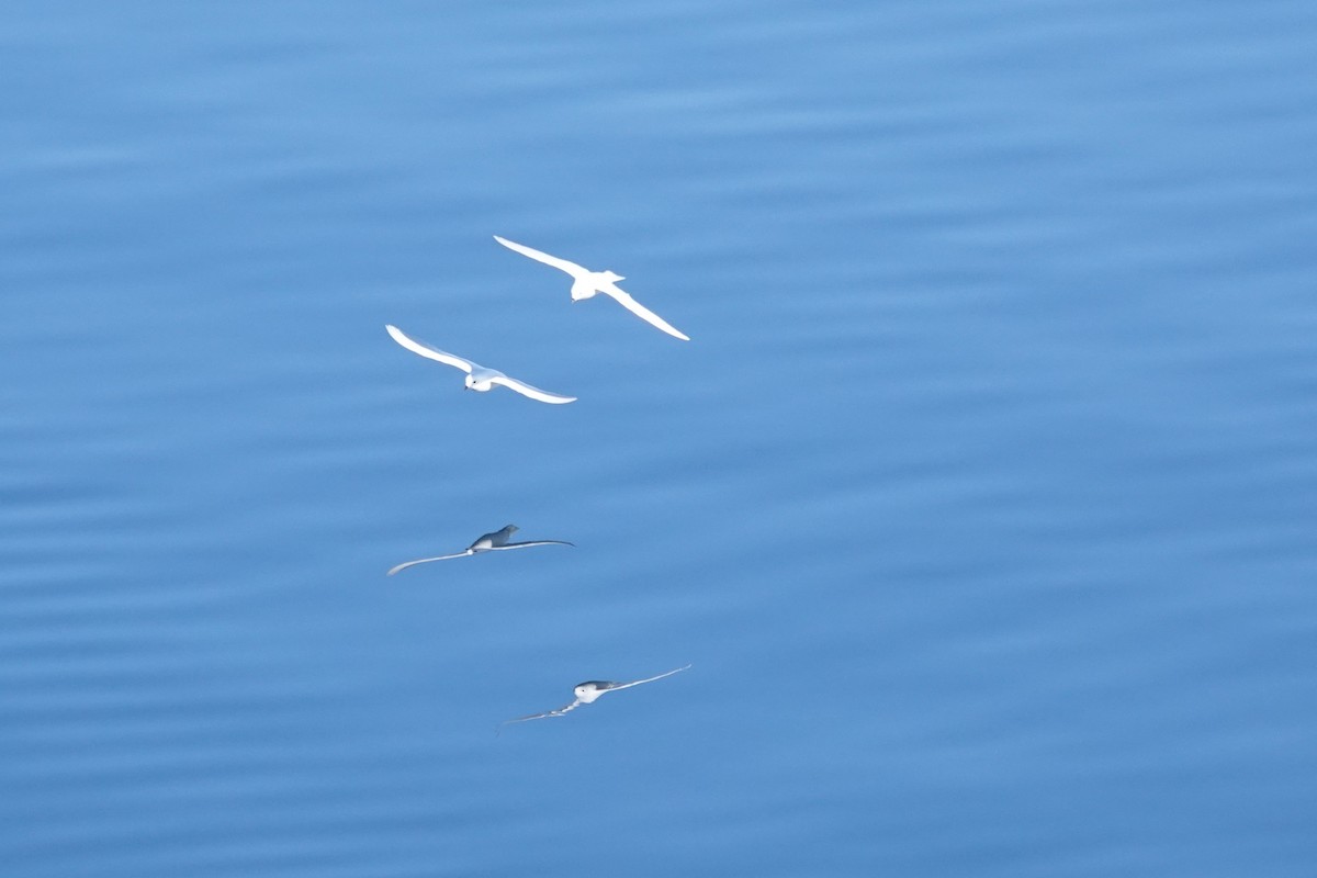 Снежный буревестник - ML647186691