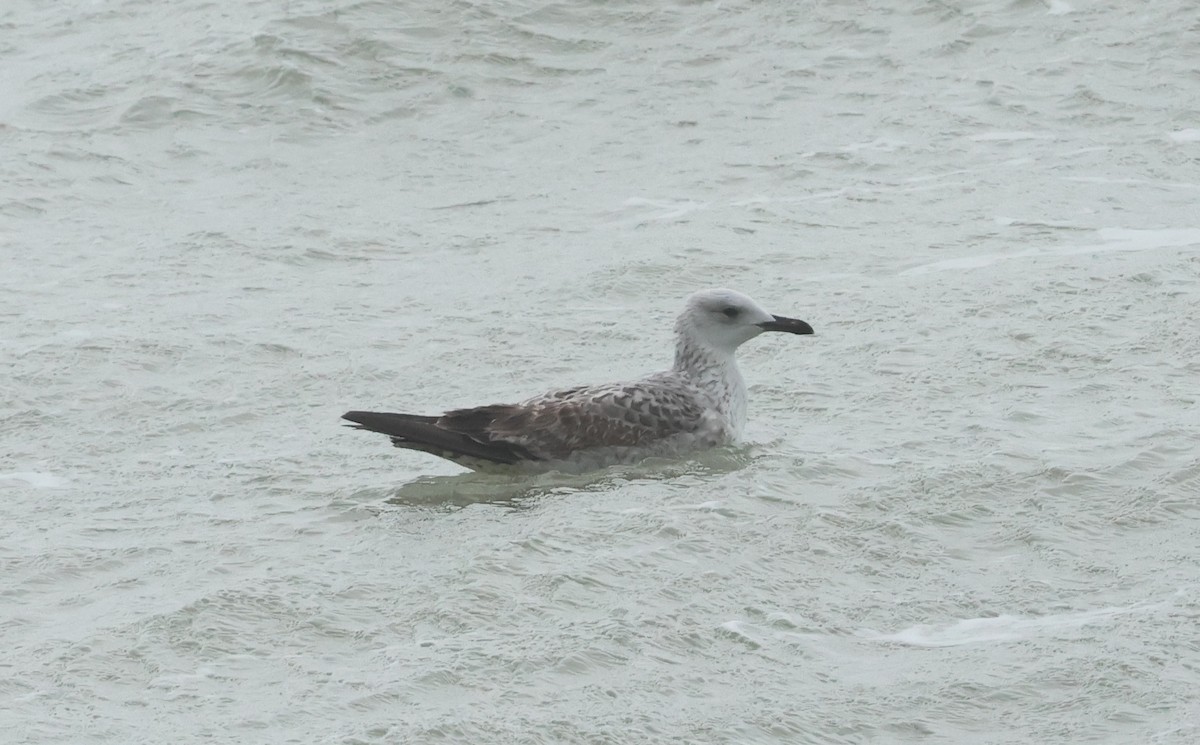 Caspian Gull - ML647186721