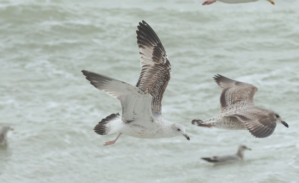 Caspian Gull - ML647186722