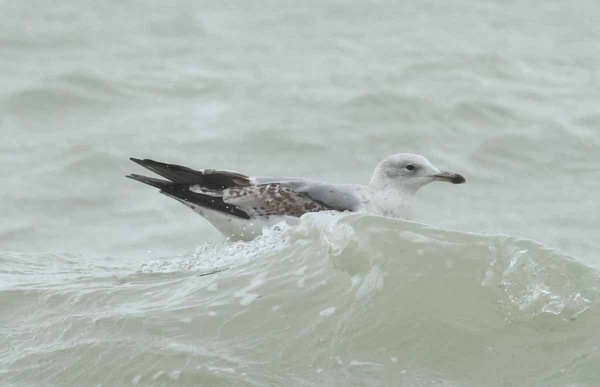 Caspian Gull - ML647186723
