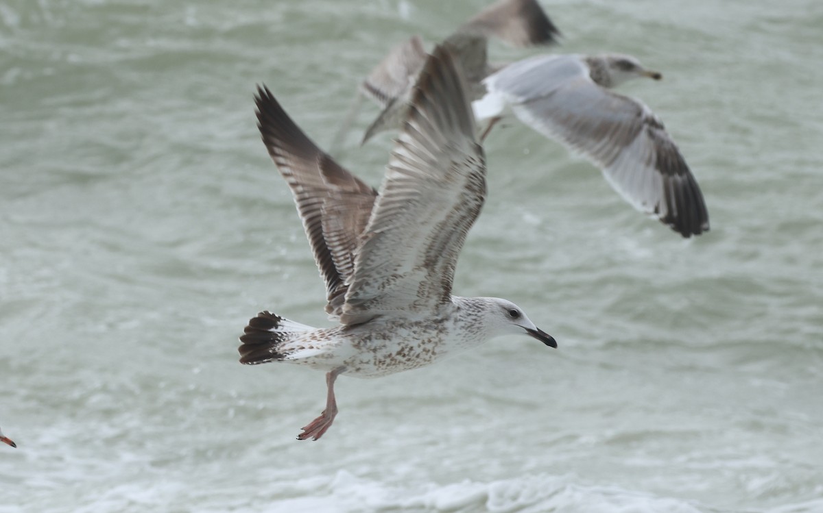 Caspian Gull - ML647186724