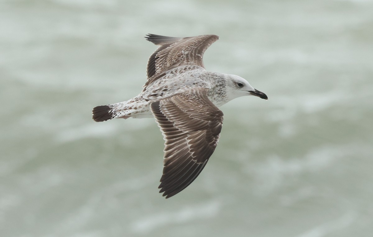Caspian Gull - ML647186725