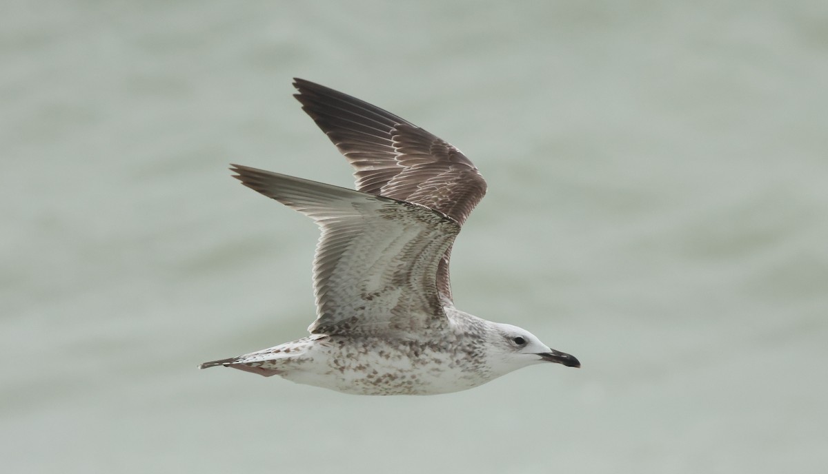 Caspian Gull - ML647186726