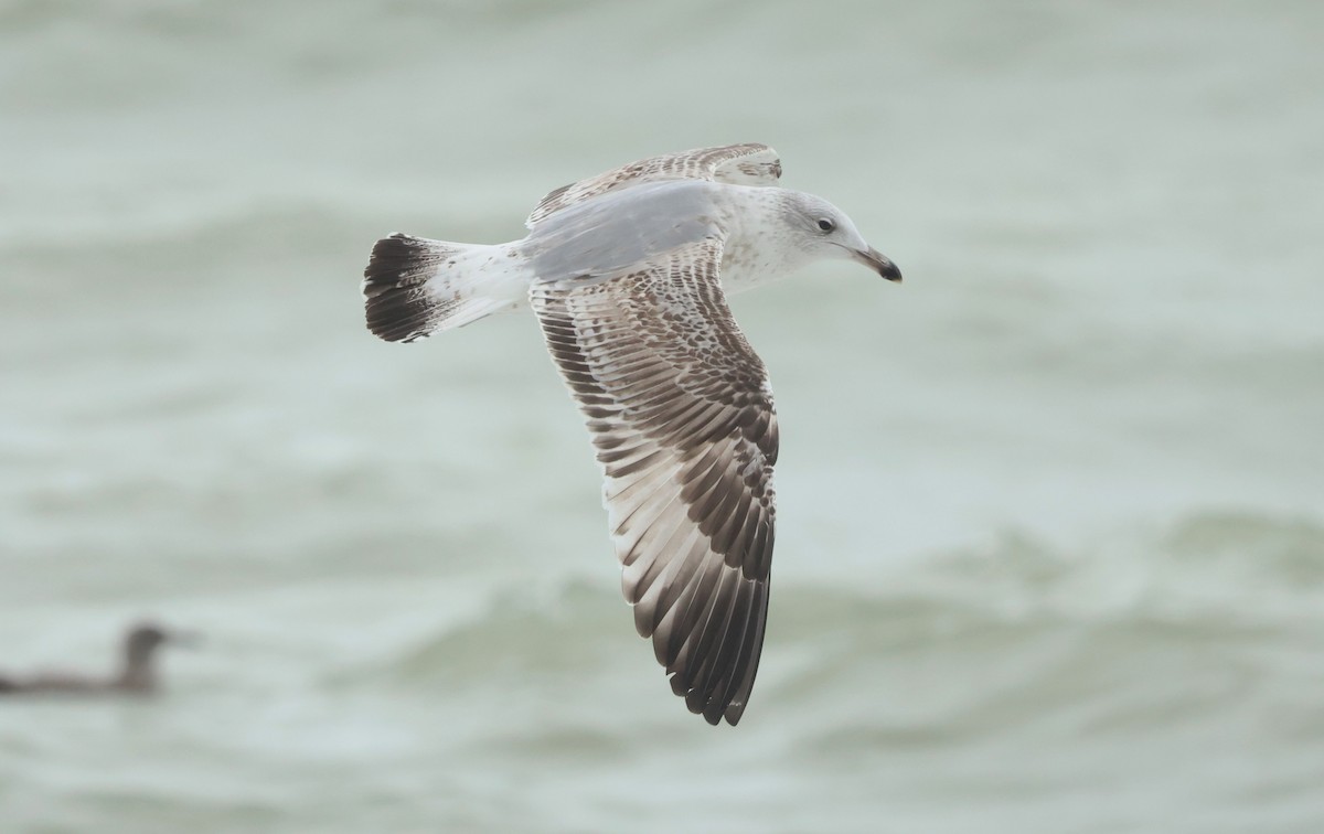 Caspian Gull - ML647186727