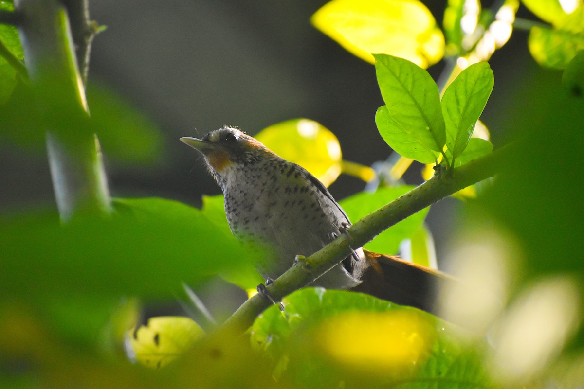 Чагарниця рудогорла - ML647186735