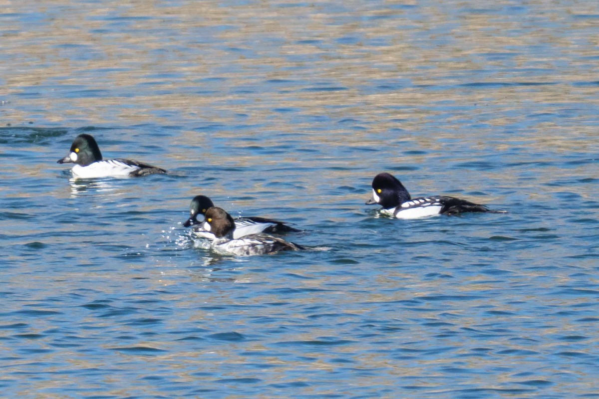 Barrow's Goldeneye - ML647186766