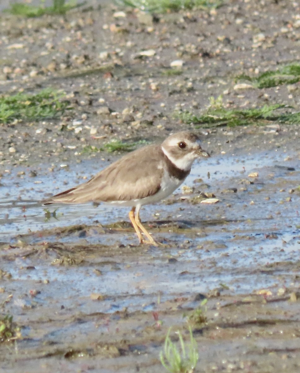 Semipalmated Plover - ML647186786
