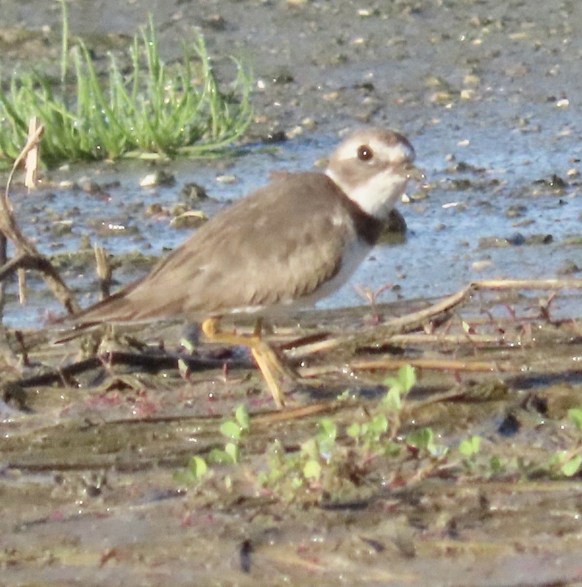 Semipalmated Plover - ML647186787