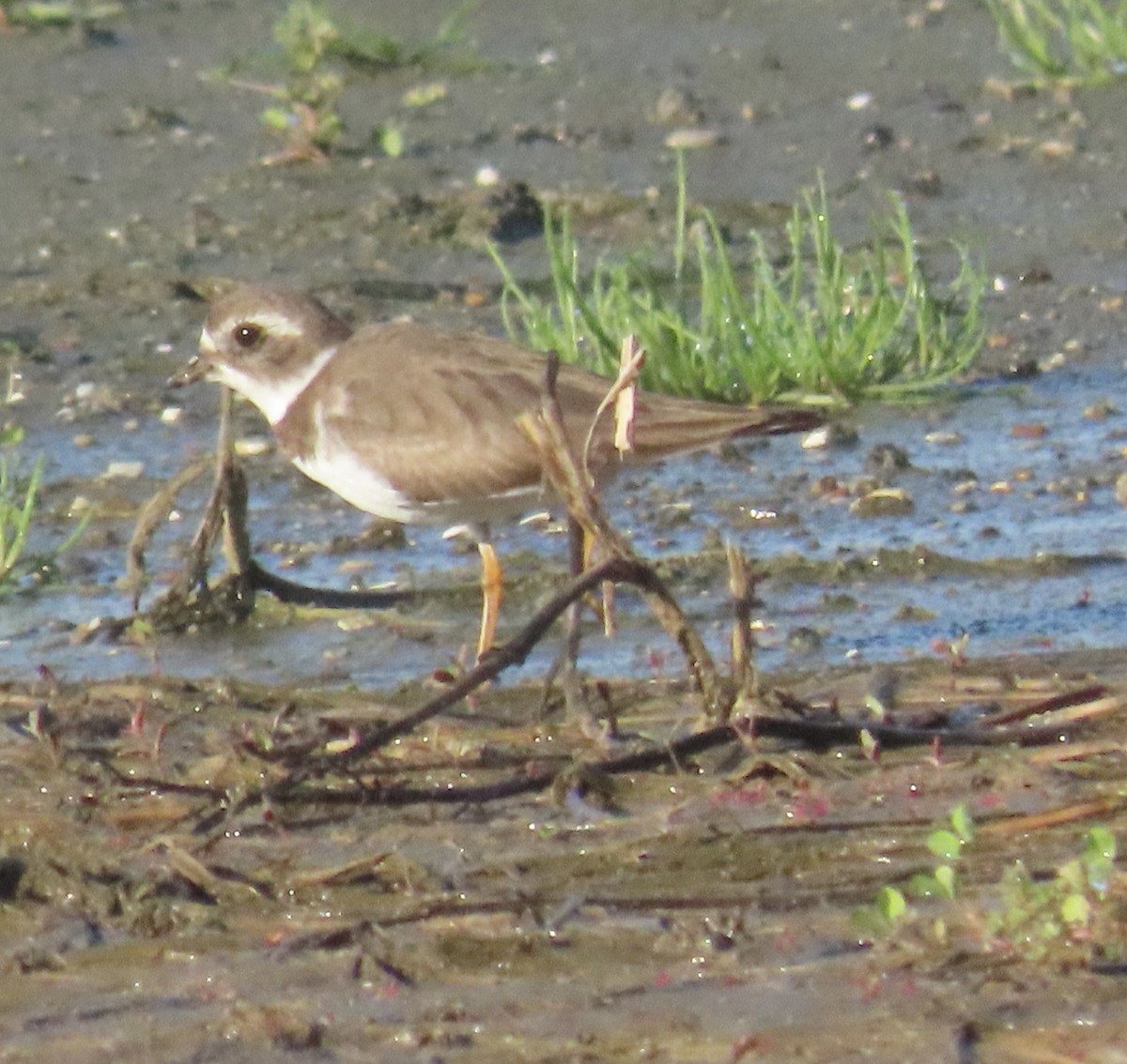 Semipalmated Plover - ML647186788