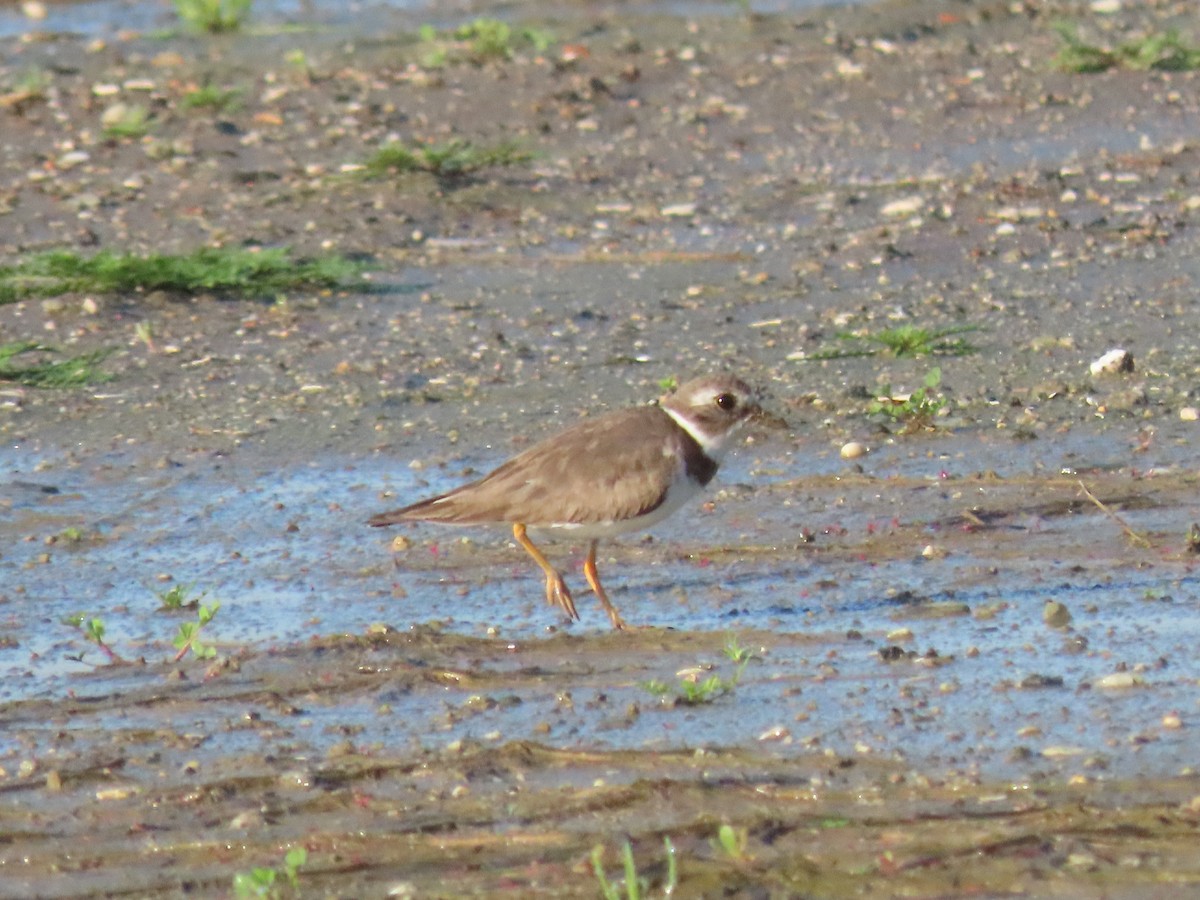 Semipalmated Plover - ML647186789