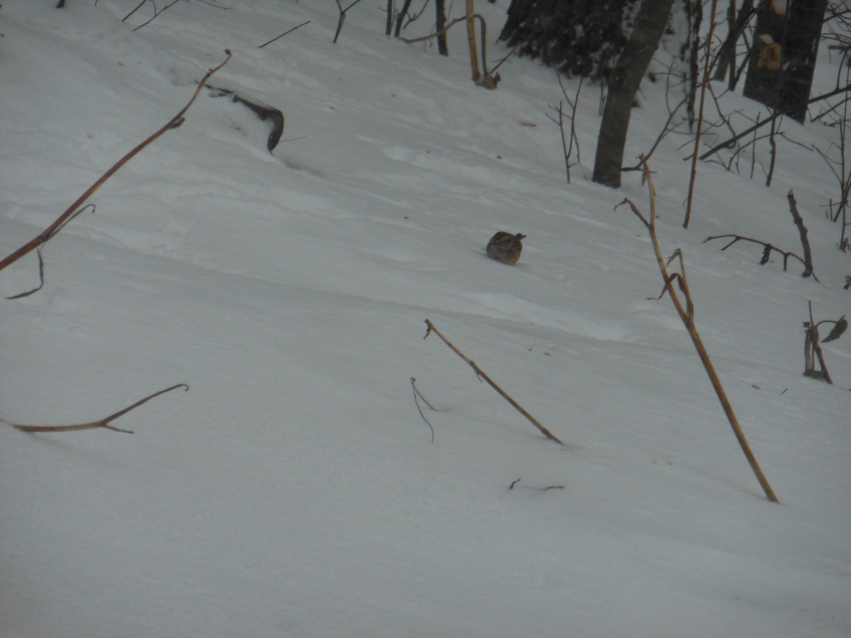 ムナフヒメドリ - ML647186790