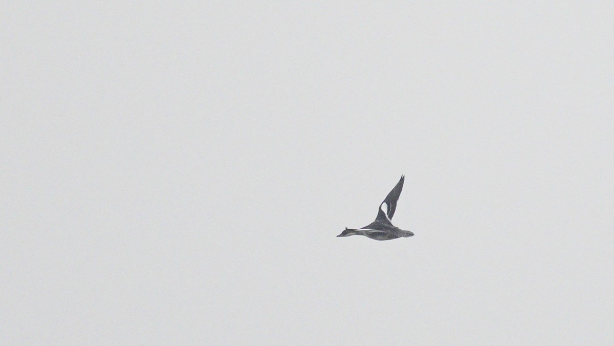 מרגון גמדי - ML647186794