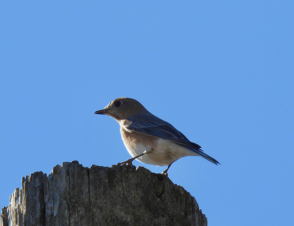 Eastern Bluebird - ML647186795