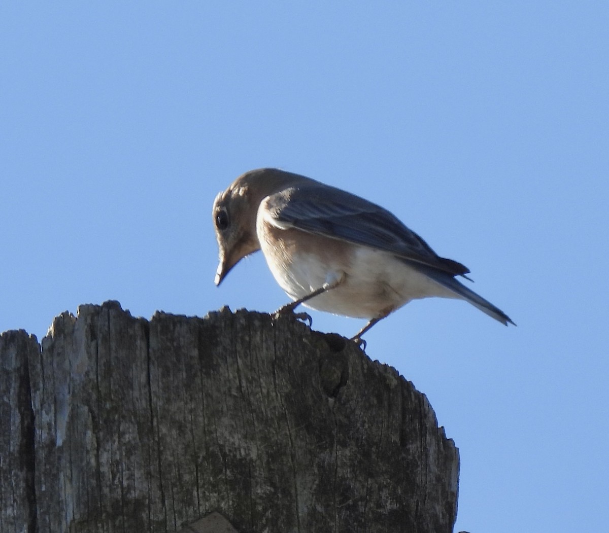 Eastern Bluebird - ML647186799