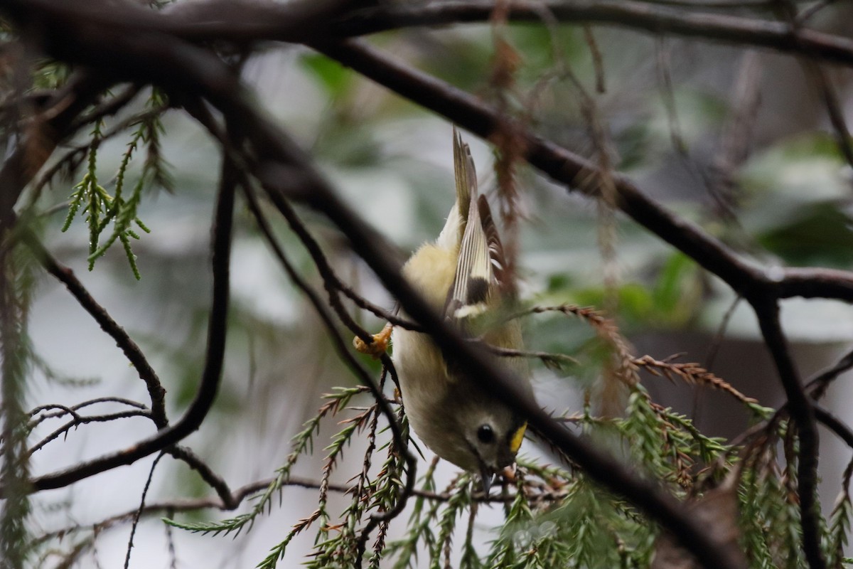 fuglekonge - ML647186804