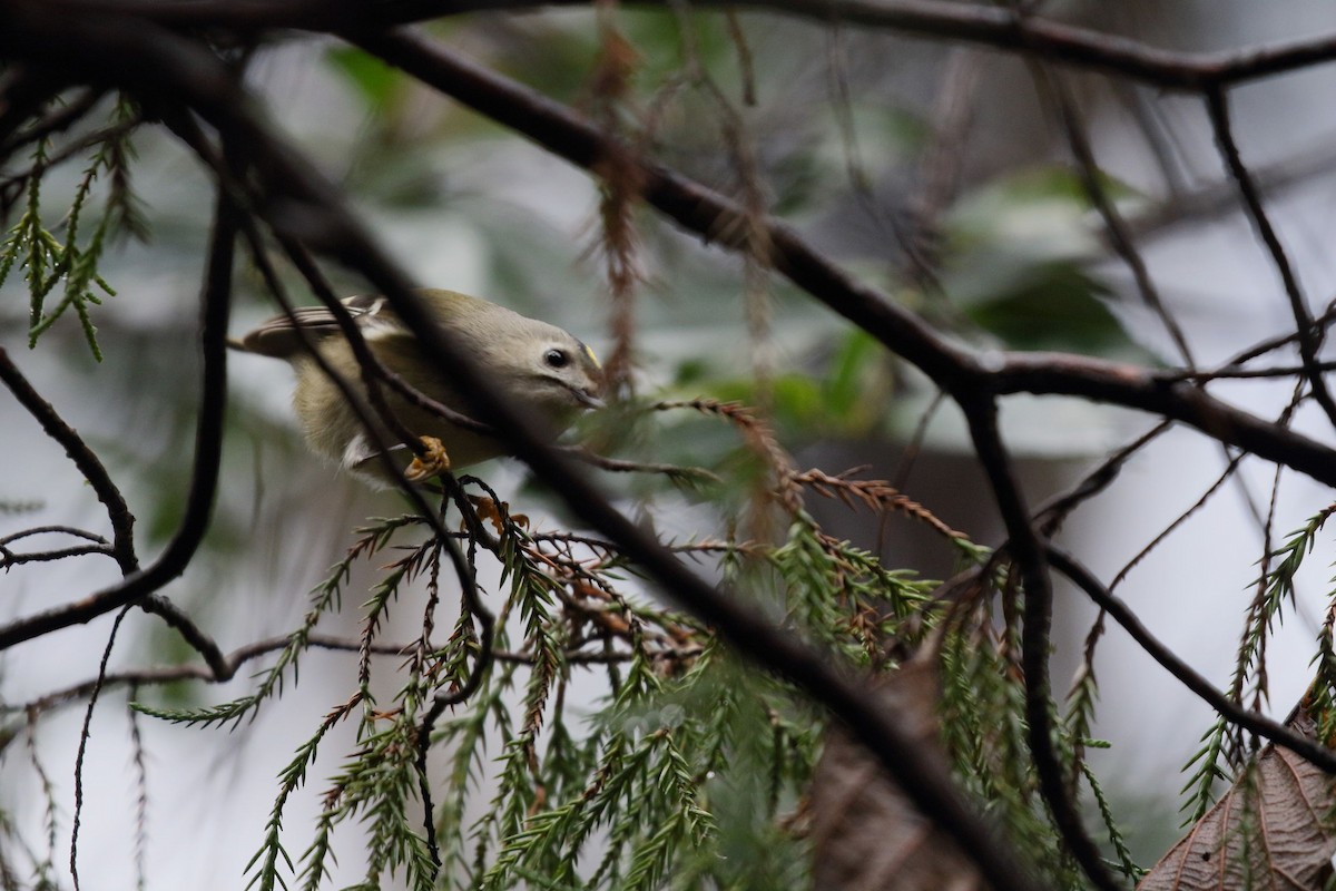 fuglekonge - ML647186805