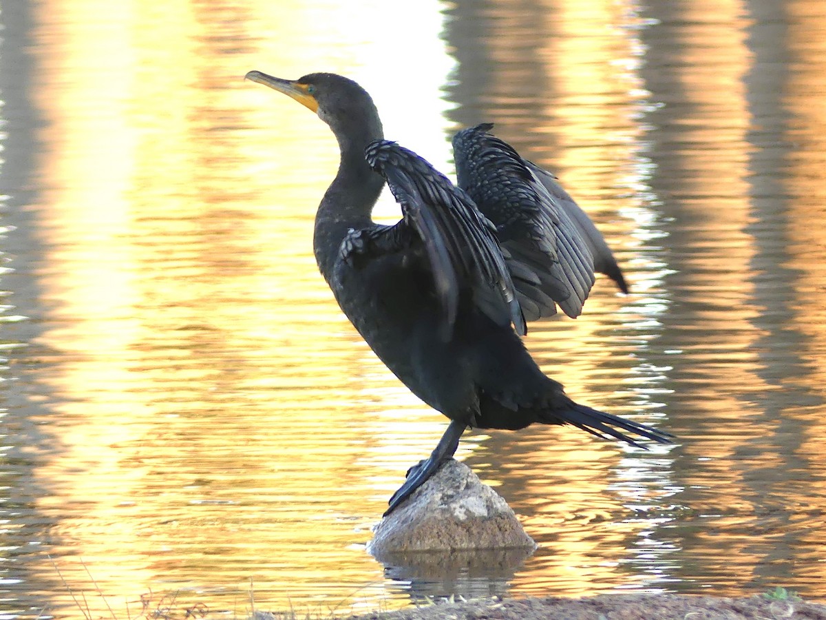 Cormoran à aigrettes - ML647186811