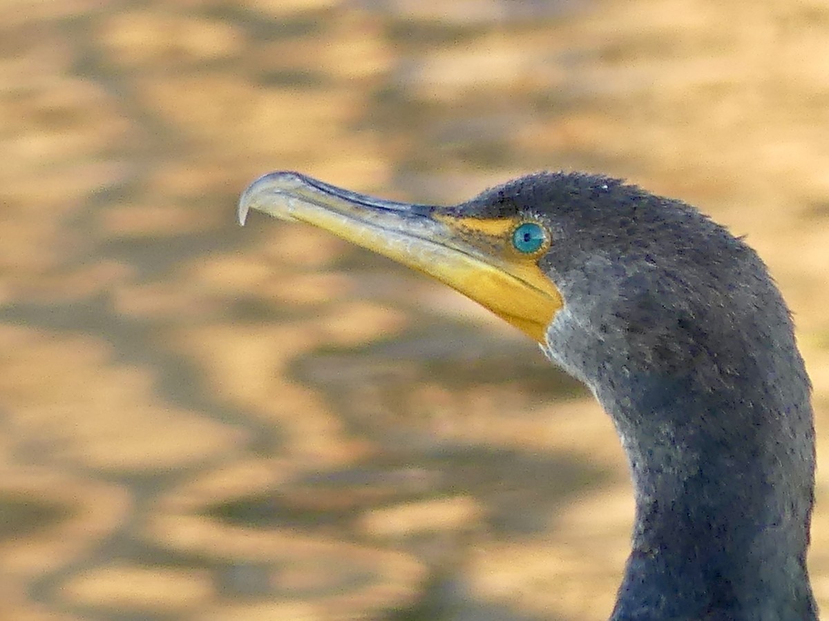 Cormoran à aigrettes - ML647186812