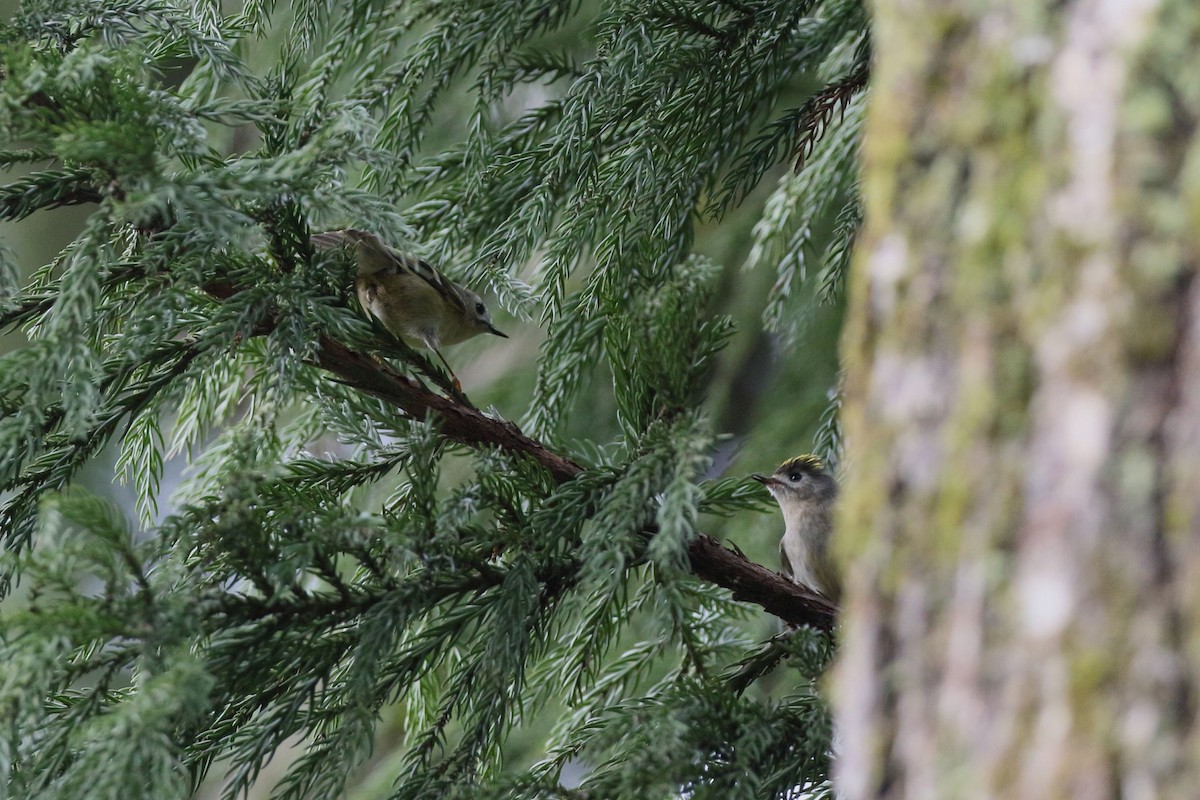 fuglekonge - ML647186822