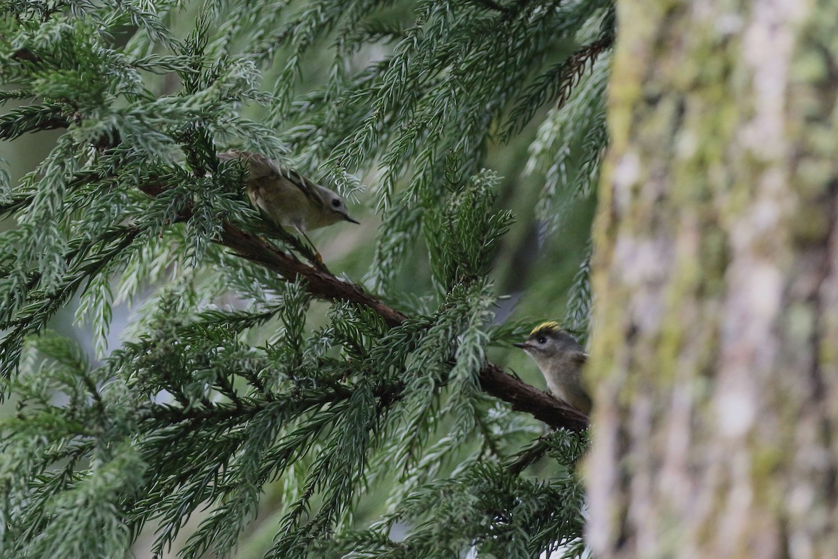 fuglekonge - ML647186823